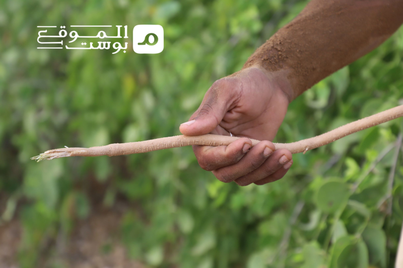 تضرر تجارة وزراعة الأراك في اليمن بسبب الحرب والحصار