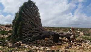 الأعاصير تدمّر أشجار "دم الأخوين" في سقطرى