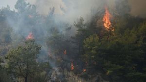 الحرائق تلتهم ألفي هكتار من الغابات في تونس