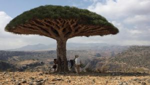 Socotra island: The Unesco-protected 'Jewel of Arabia' vanishing amid Yemen’s civil war