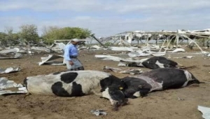 القصف يهدد "سلة غذاء اليمن" بالدمار ويحصد أرواح الفلاحين (تقرير خاص)