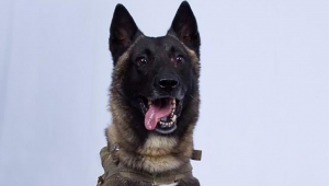 ترامب أشاد به.. كلب للجيش الأميركي شارك في عملية قتل البغدادي