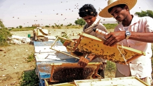 Tough Times For Yemen Honey Trade As War Drags On