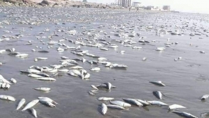 في ظاهرة غريبة.. نفوق كبير للأسماك الصغيرة في ساحل أبين وتحول لون البحر إلى الأخضر