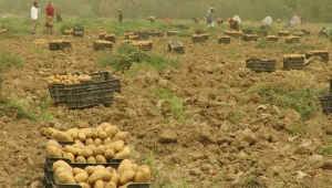 مأرب.. توسع زراعي وزيادة في إنتاج الفواكه والخضروات رغم الحرب والحصار (تقرير)