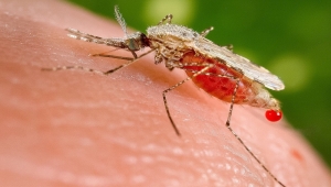 في يوم الملاريا العالمي.. لقاح طوّرته جامعة أكسفورد يثبت فعالية كبيرة