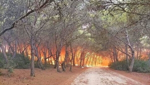 65 قتيلا بينهم 28 عسكريا.. حصيلة ضحايا حرائق الغابات في الجزائر