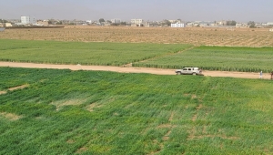 "الصليب الأحمر" تدعم 600 مزارع ببذور القمح المحسنة في صعدة