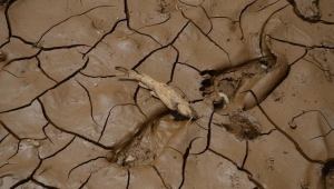 الجفاف يضع مليون صومالي تحت طائلة الجوع