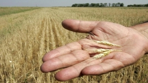 روسيا وأوكرانيا توقعان اتفاقية الجمعة في تركيا لتصدير الحبوب العالقة