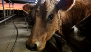نيوزيلندا تعتزم فرض ضرائب على تجشؤ البقر لخفض الانبعاثات