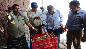 مبادرة لمواجهة الصيد الجائر وتأمين العيش بسقطرى وصدور نتائج فحص الكركند