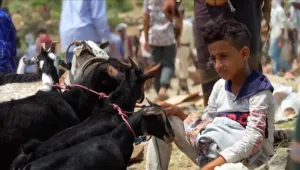لقمة العيش أم أداء الشعيرة.. "حيرة" اليمنيين في الأضحى