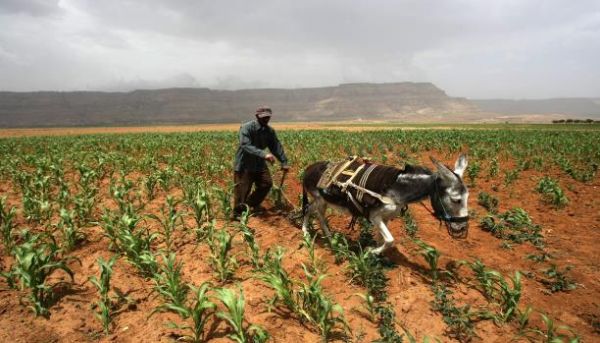البنك الدولي يدعم صغار المزارعين في اليمن