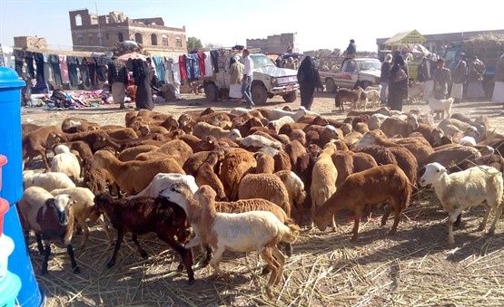 تهريب المواشي من تهامة إلى السعودية يهدد الثروة الحيوانية في اليمن (تقرير)