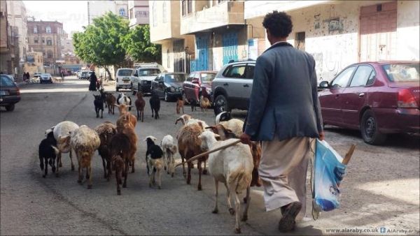 أغنام ومواشي تغزو شوارع صنعاء