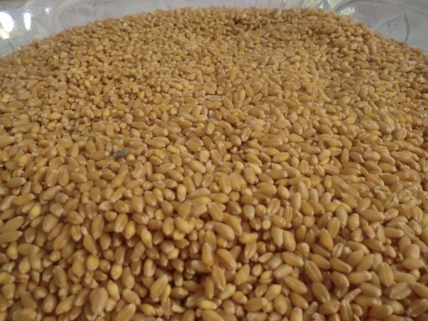الأمم المتحدة تشتري 20 ألف طن من القمح للشحن إلى اليمن