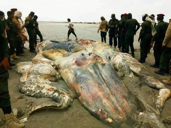 الثروة السمكية تكشف هوية الجسم البحري المتحلل في ساحل أبين