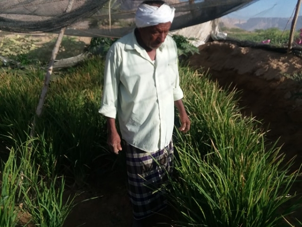بتجارب ذاتية .. مزارع ينجح في زراعة الأرز لأول مرة في حضرموت