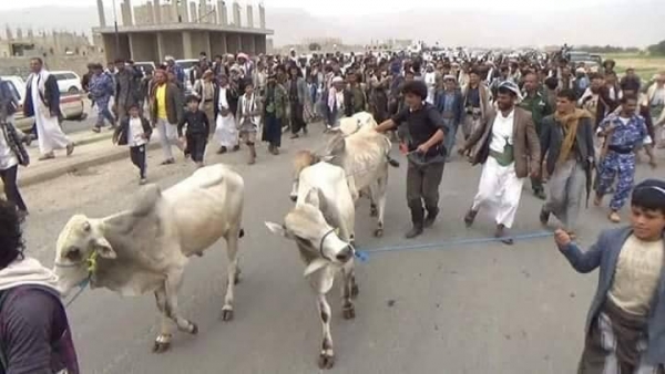 الحوثيون يقدمون أبقارا مقابل رؤوس مشايخ بعمران