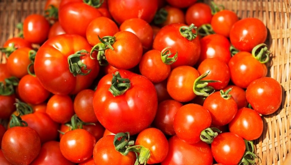 منها مكافحة تصلب الشرايين والسرطان.. 5 فوائد للطماطم