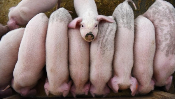 الموت القادم من الخنازير.. كيف نحمي أنفسنا منه؟
