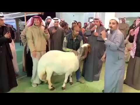 سعر خيالي.. نعجة من سلالة نادرة في الكويت بـ131 ألف دولار