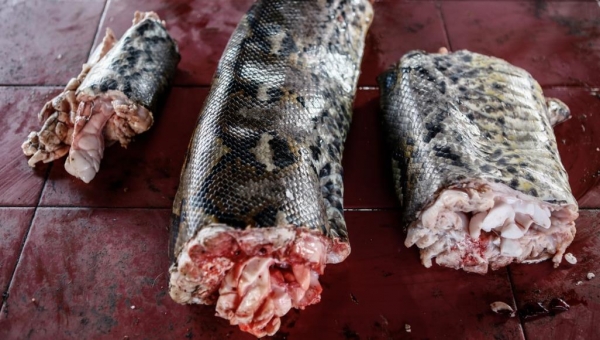 محبو الخفافيش والجرذان والأفاعي يواصلون أكلها في إندونيسيا رغم فيروس كورونا