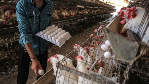 الكويت تحظر استيراد الدجاج والبيض من السعودية بسبب إنفلونزا الطيور