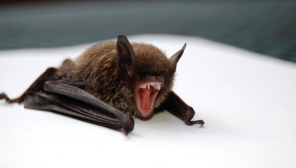 منظمة الصحة العالمية تحسم جدل نشأة كورونا وعلاقته بالخفافيش