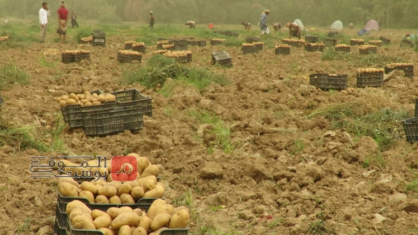 مأرب.. توسع زراعي وزيادة في إنتاج الفواكه والخضروات رغم الحرب والحصار (تقرير)