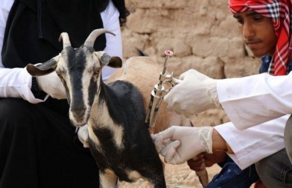 الأمم المتحدة توقف برنامجًا لتحصين الحيوانات في اليمن بسبب نقص التمويل