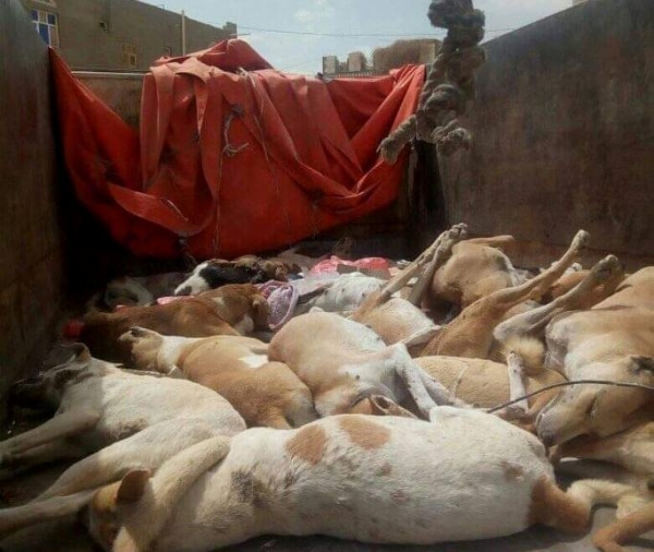 قتل الكلاب بمأرب وسيلة تخفي تقصير السلطات في توفير لقاح داء الكلب (تقرير)