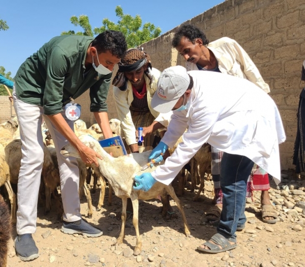 الصليب الأحمر تعلن تلقيح 661 رأس ماشية من الأوبئة في الحديدة وريمة
