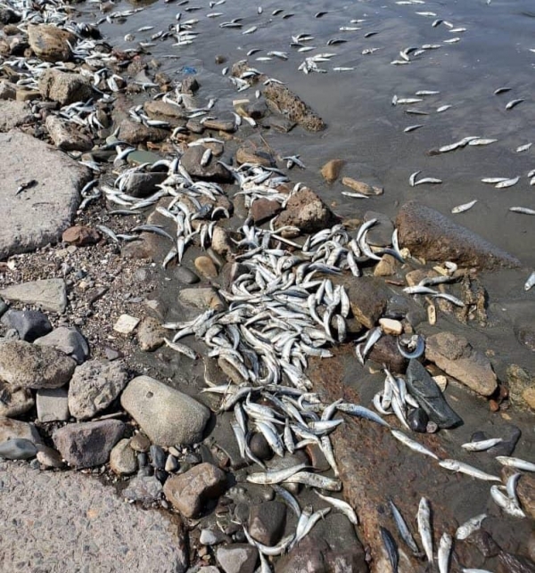 حماية البيئة: نفوق الأسماك ليس ناتجا عن تلوث بيئي في عدن