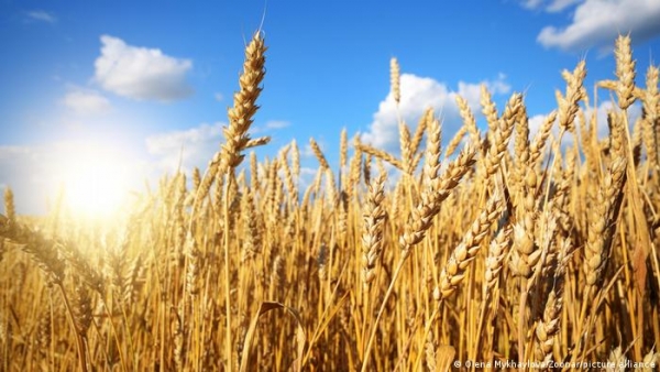مفاوضات يمنية هندية لتسهيل عمليات استيراد القمح