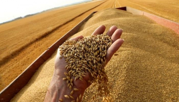 الحكومة: مخزون القمح سينتهي الشهر المقبل