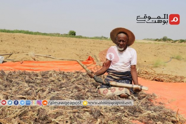 الحصار وانعدام الأسواق يكدس المحاصيل الزراعية في سلة غذاء اليمن (تقرير مصور)
