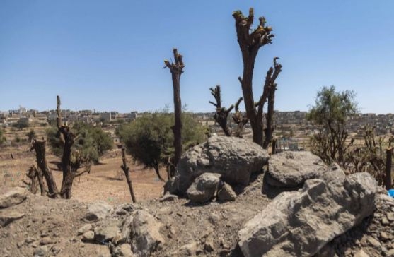 قطع الأشجار في اليمن بديل الغاز والوقود
