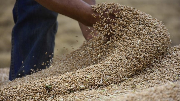 برلماني يكشف عن تنازل الحكومة بنصف شحنة مساعدات بولندية من مادة القمح تقدر بـ 40 ألف طن