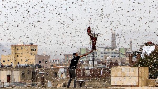 أسراب الجراد المدمرة تضاعف أزمة الزراعة اليمنية