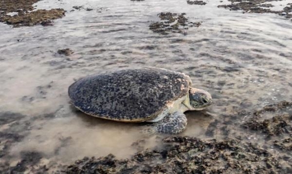 السلاحف البحرية في اليمن مهددة بالانقراض بسبب نقص الذكور نتيجة التغيّر المناخي