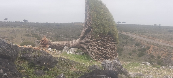 Socotra: Appeals for Urgent Intervention to Prevent More “Dragon Blood” Trees Death (Video)