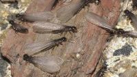 ماهي الحشرة التي يأكلها اليمنيون بعد المطر؟