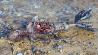 بريطاني يصور "حورية بحر" ميتة على شواطئ بريطانيا