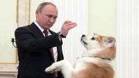 "الكلب".. مرافق بوتين المفضل عند استقبال "الزعماء" (شاهد)