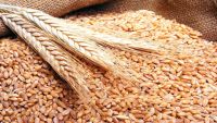 الأمم المتحدة: إمدادات القمح في اليمن ستنفد بنهاية مارس