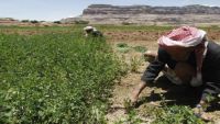 "فاو": الإنتاج الزراعي في اليمن تراجع 38 في المئة خلال سنة