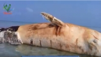 ألغام الحوثي تتسبب بنفوق حوت عملاق في الساحل الغربي (فيديو)
