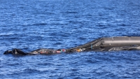 مصرع 50 يمنياً قبالة سواحل جيبوتي جراء تحطم قارب كان يقلهم